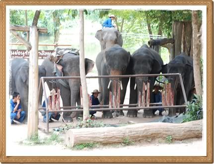 ขี่ช้าง ชมธรรมชาติ