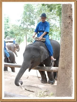 ขี่ช้าง ชมธรรมชาติ