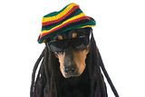 th_reggae-dog.jpg