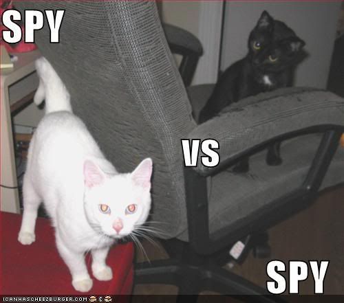 spy-vs-spy-cats.jpg