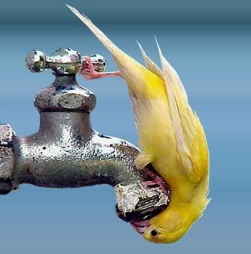thirsty animal photo: thirsty bird thristybird.jpg
