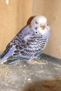 Birds17-02-08032.jpg