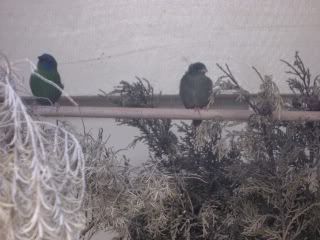 BlueFaceparrotBaby.jpg