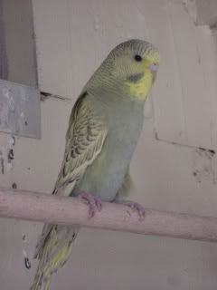 Budgies2.jpg