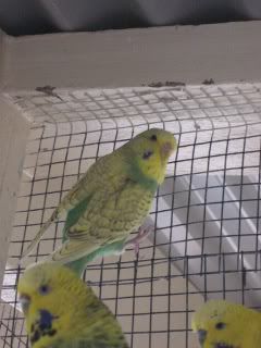 Budgies3.jpg