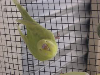Budgies4.jpg