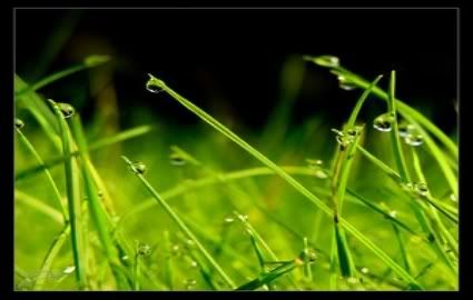 dew on grass Pictures, Images and Photos
