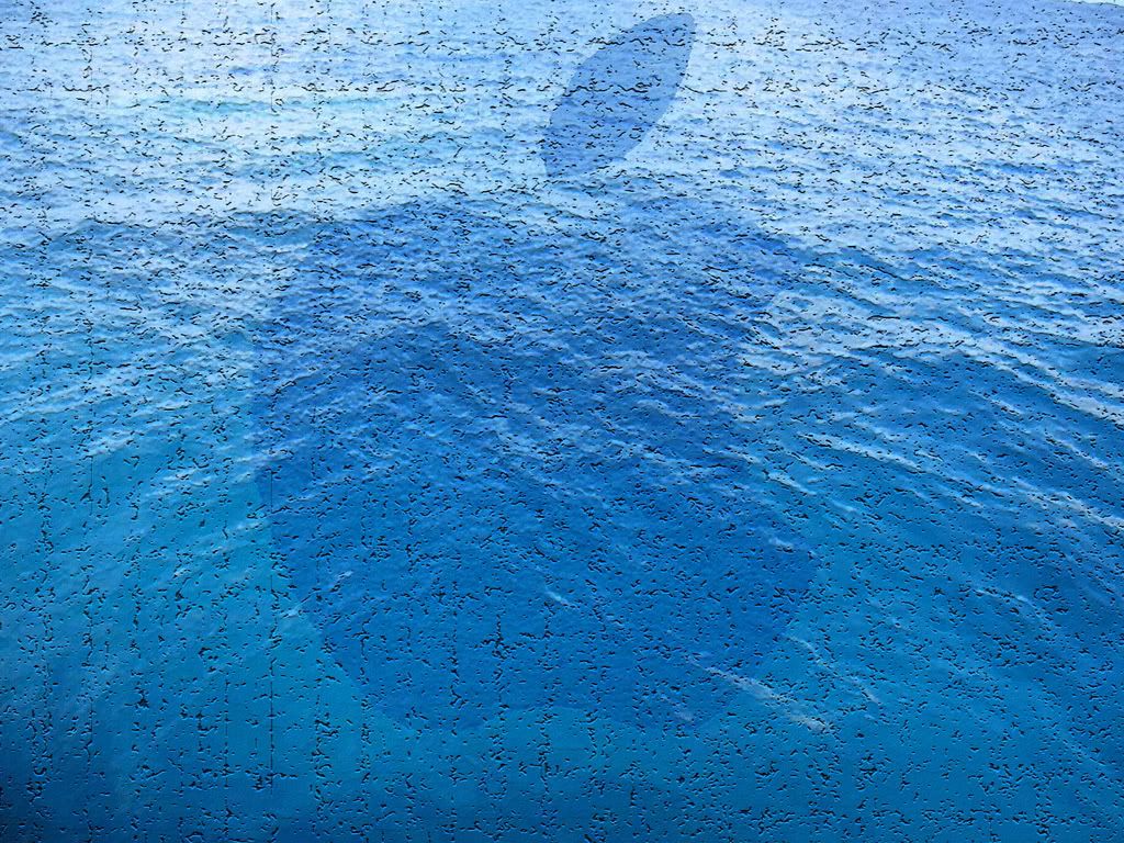 diving_ocean2copy.jpg