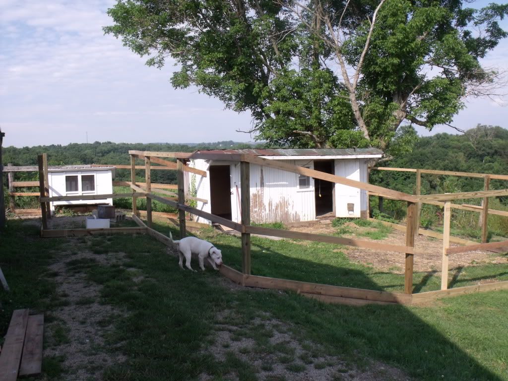 2011_0704cooptrees0006.jpg