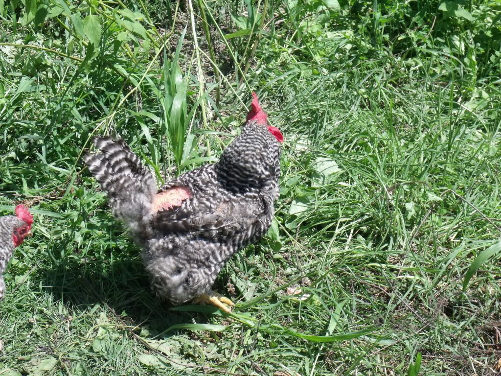 2011_0731chickens0001.jpg