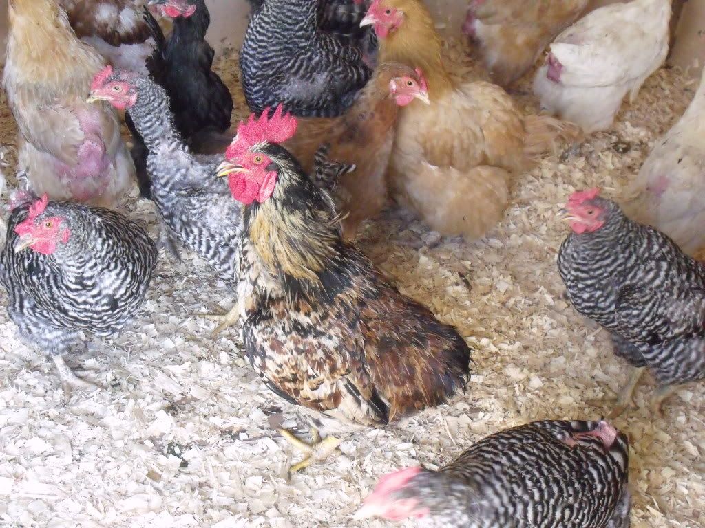 2011_0731chickens0006.jpg
