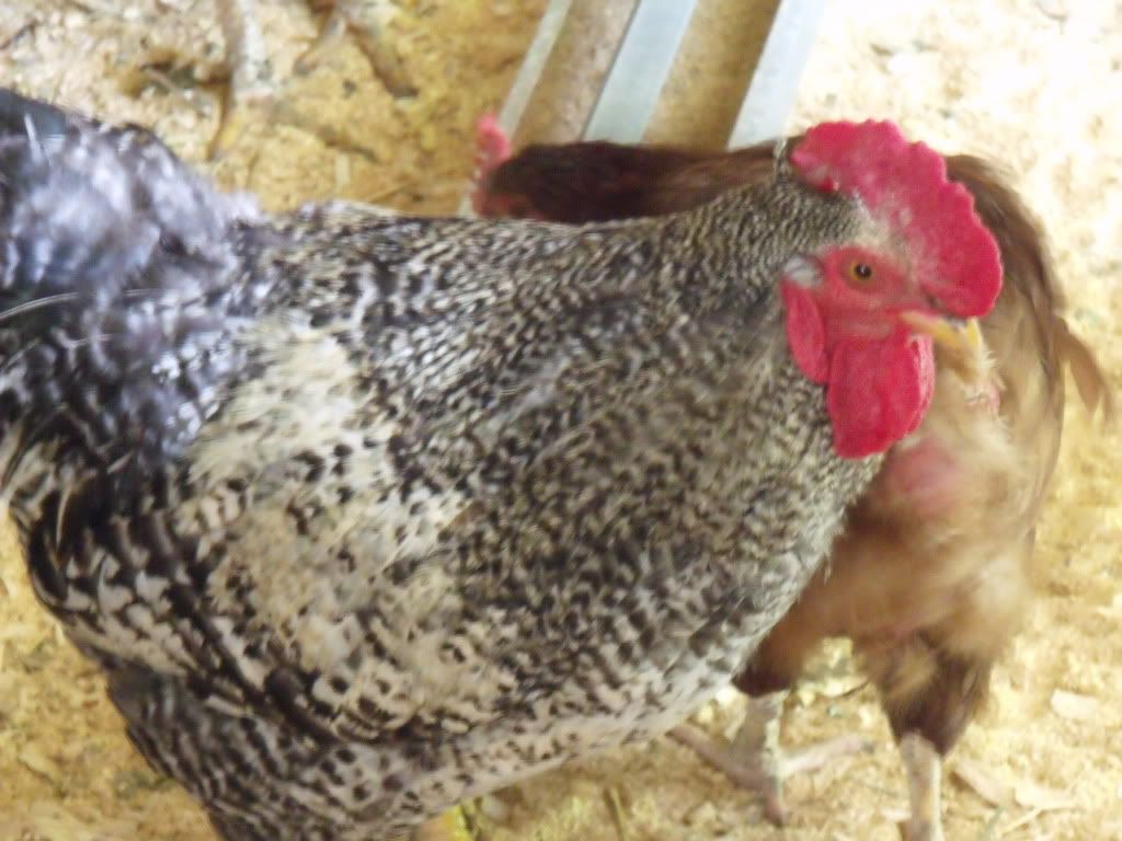 2011_0731chickens0009.jpg