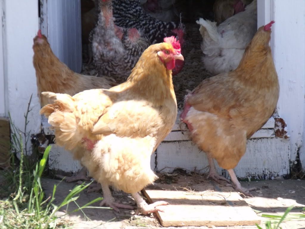 2011_0731chickens0011.jpg