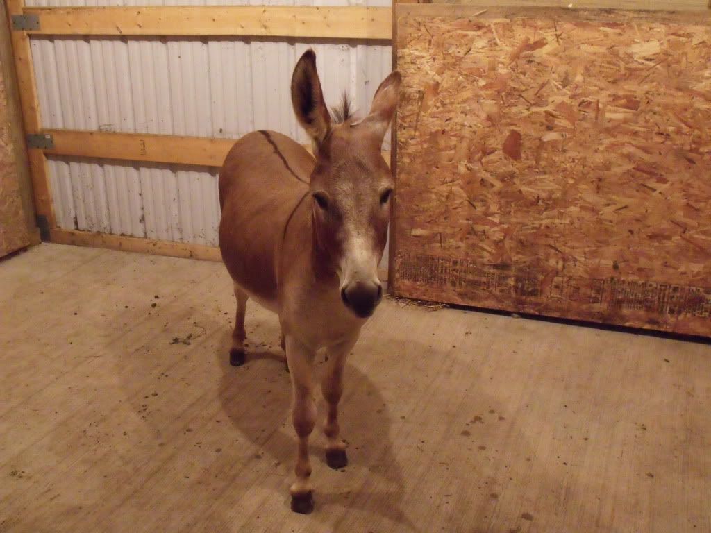 2011_0801donkeys0007.jpg