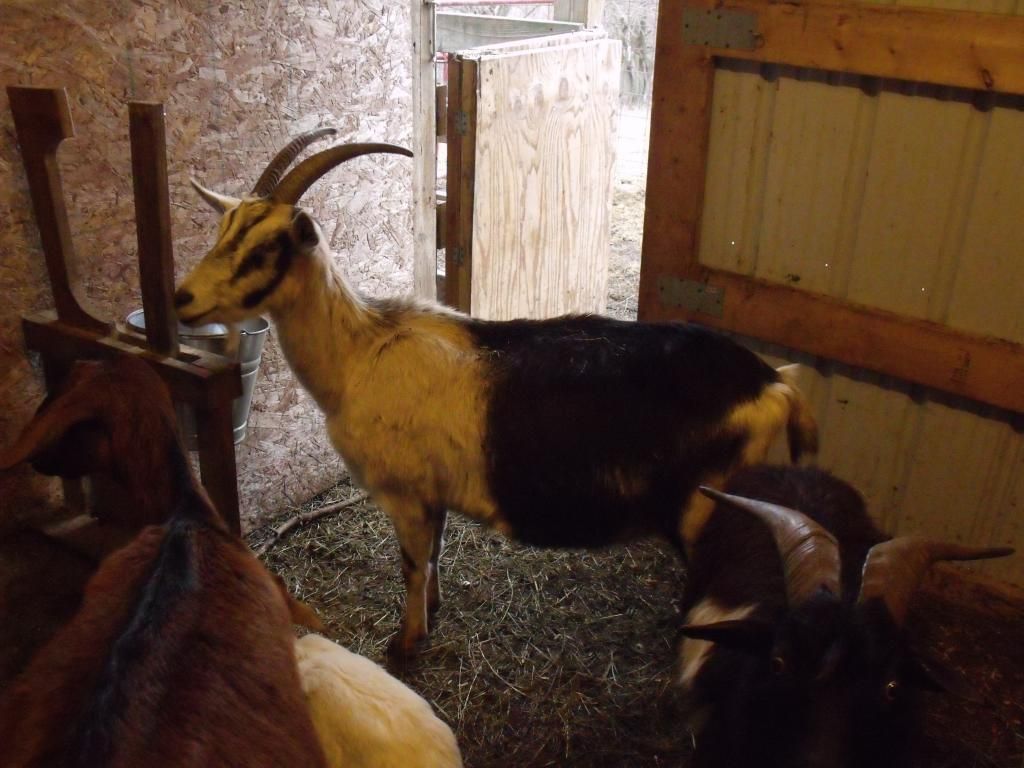 2050_1231Cabinetgoats0020_zps840e639e.jpg