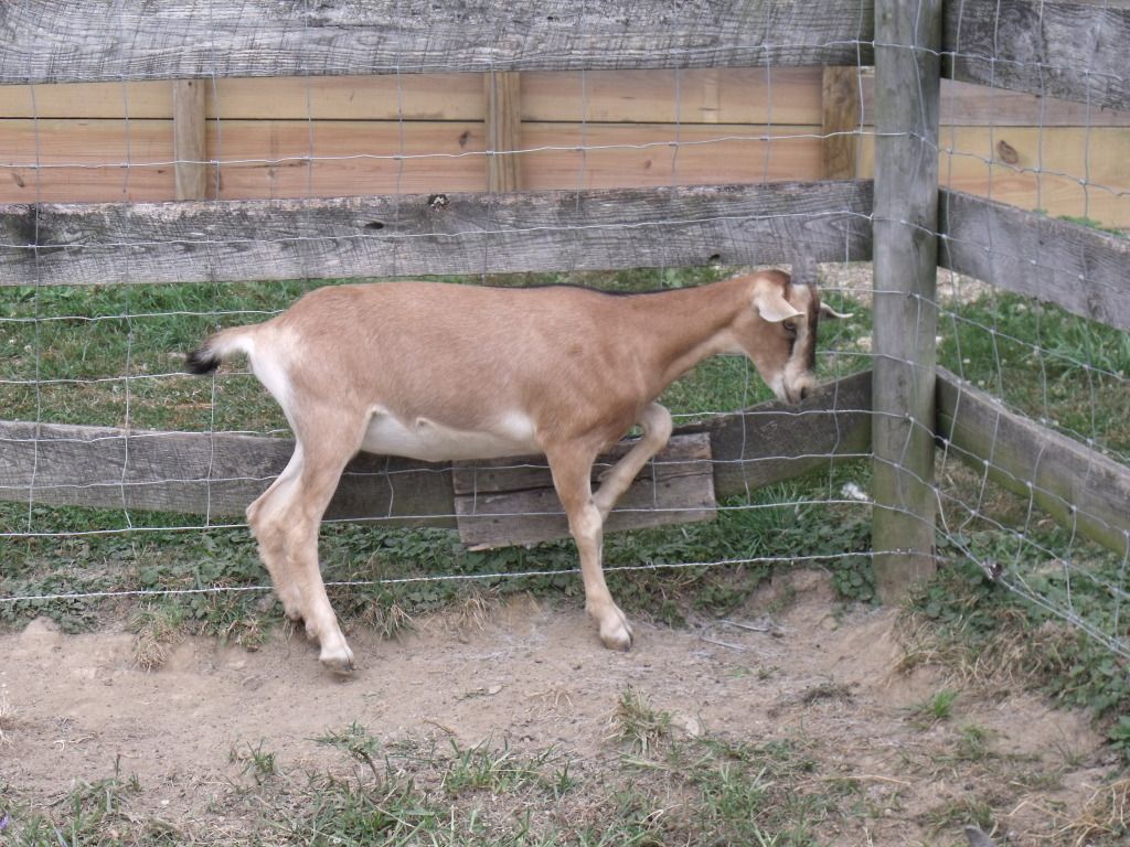 2050_1231giatschicks0004.jpg
