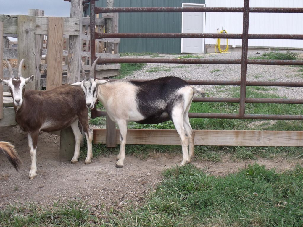 2050_1231giatschicks0007.jpg