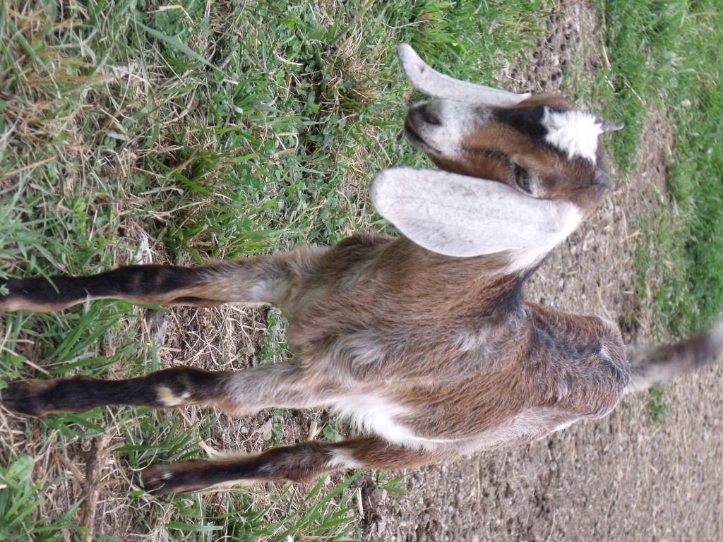 2050_1231giatschicks0011.jpg