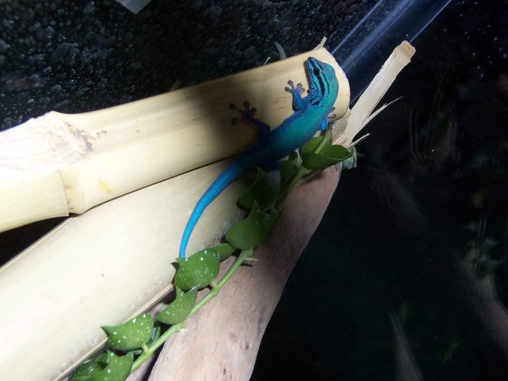 gecko-1.jpg