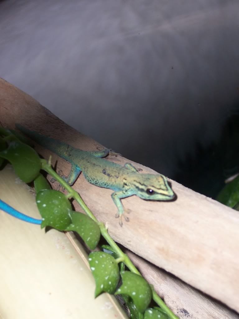 gecko1-1.jpg
