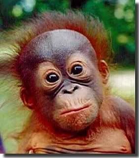 Orangutan Pictures, Images and Photos