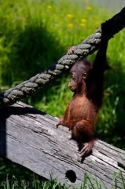 orangutan photo: Orangutan orangutan_16602.jpg