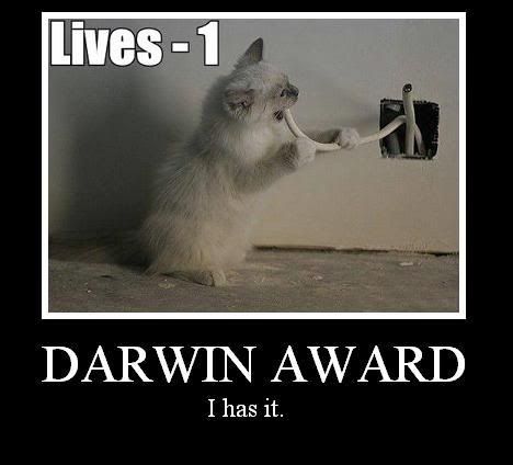 darwin award photo: lolcats darwin-award.jpg