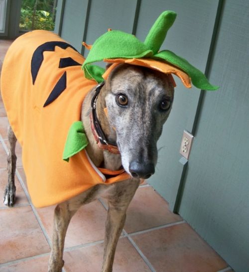 Greyhound Halloween Costumes Cute and Funny things Greyhounds do Greytalk