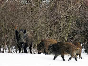 Mistretul - Sus scrofa Mistretul - Sus scrofa