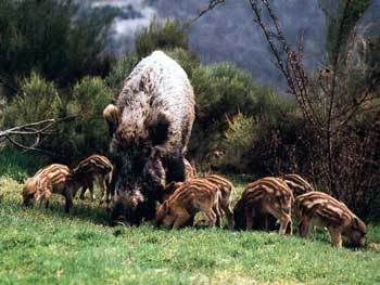 Mistretul - Sus scrofa Mistretul - Sus scrofa