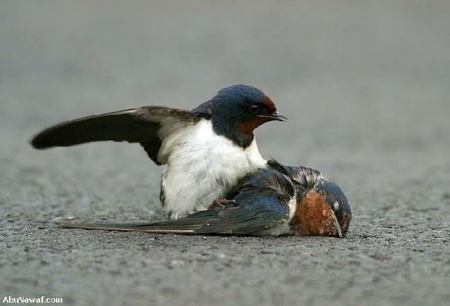 pajaros pajaros