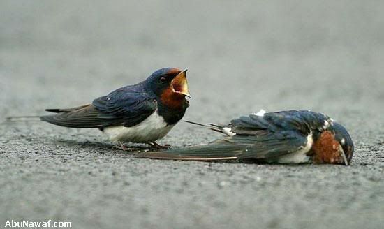 Animales Animales