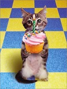 birthday cat Pictures, Images and Photos