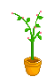 th040308_016.gif