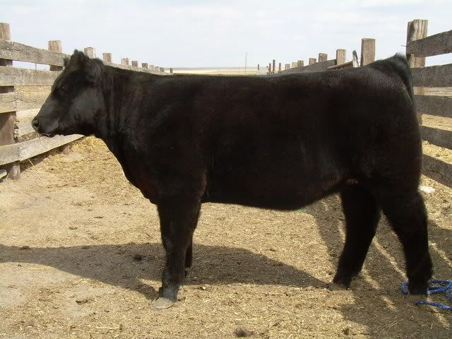 23heifer012.jpg