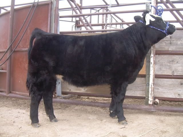 5Heifer002.jpg