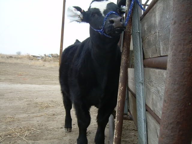 5Heifer004.jpg