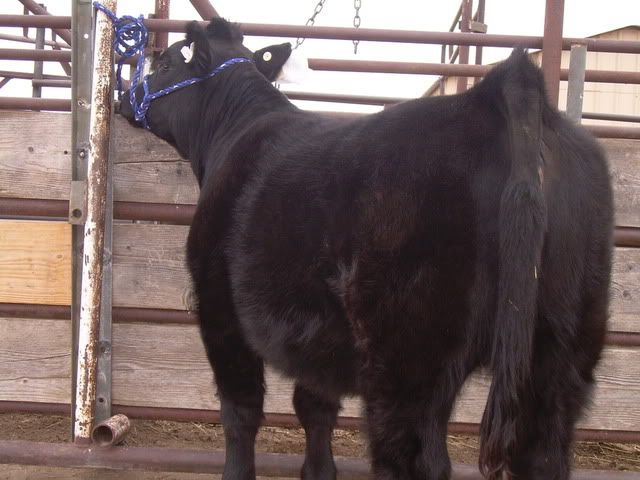 5Heifer007.jpg