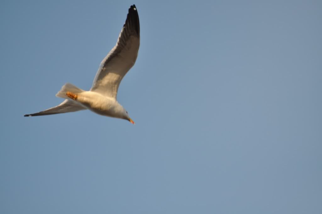 DSC_0114.jpg
