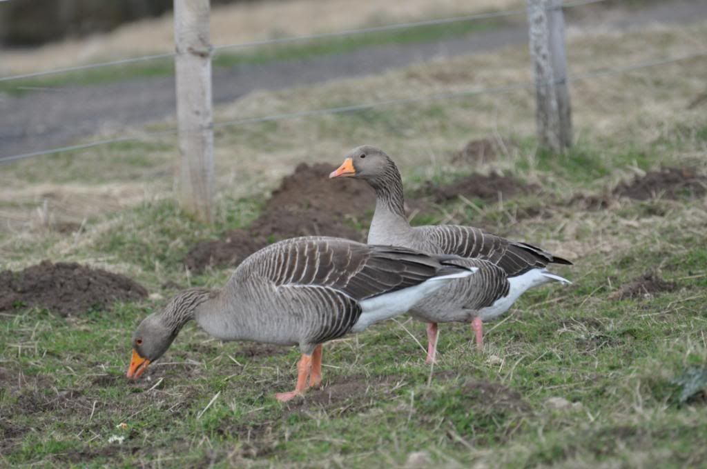 DSC_0147.jpg
