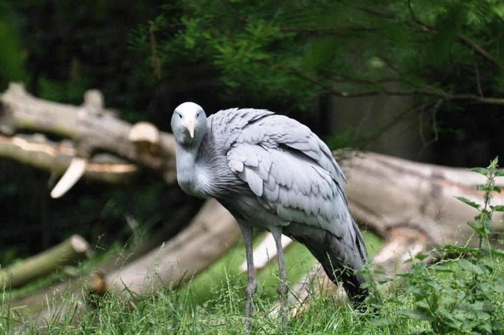 edinburughzoo011.jpg