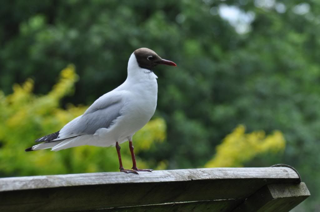 edinburughzoo147.jpg