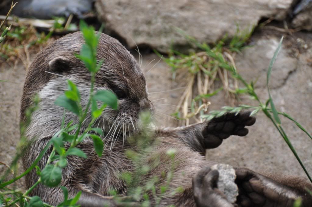 edinburughzoo149.jpg