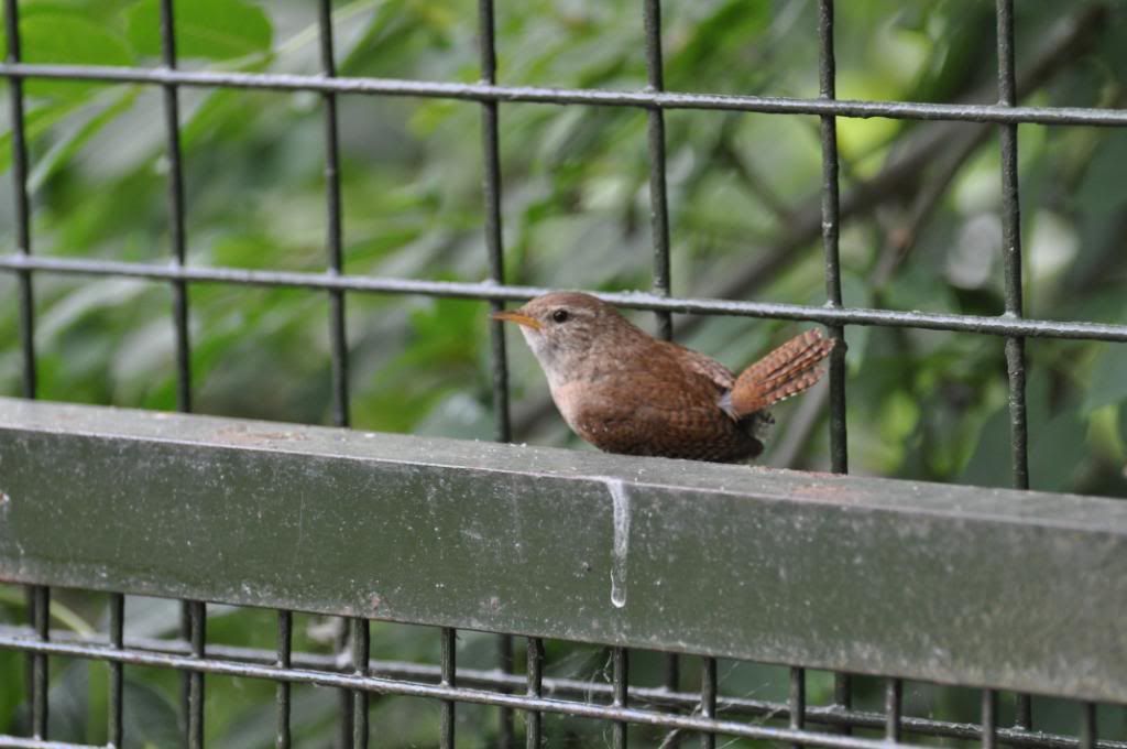 edinburughzoo328-1.jpg