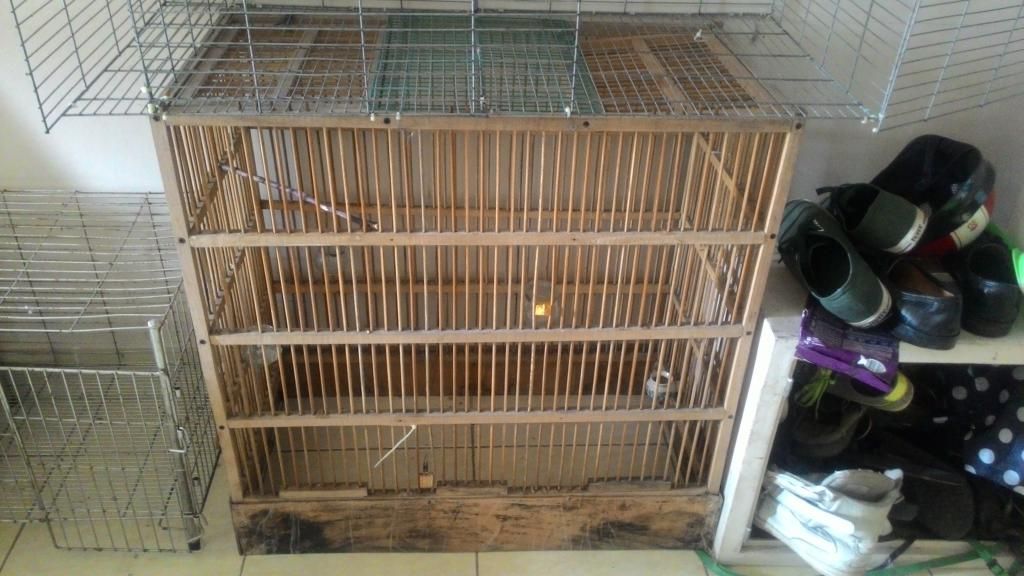 Lồng tập lực gỗ cho Chào mào - 1