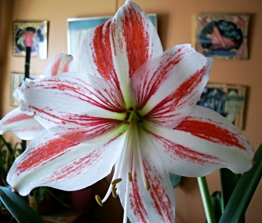 photo Vittatumamaryllis2_zps132f2f2f.jpg