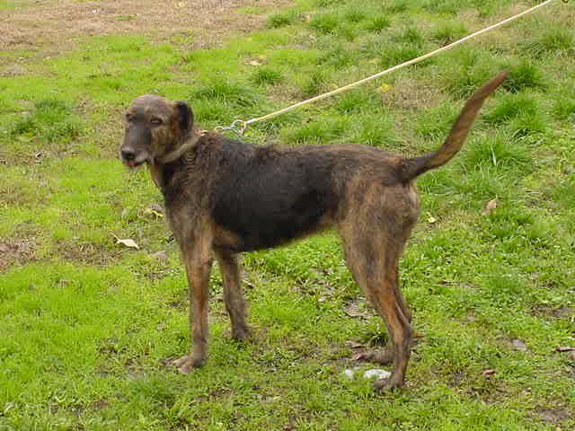 staghound for sale