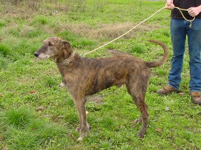 staghound for sale