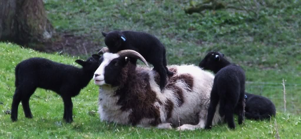 Spring lambs Pictures, Images and Photos