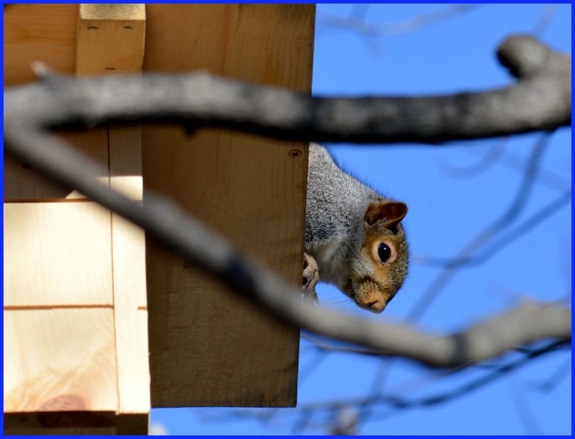 Squirrel House